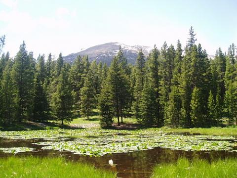 Colorado_USA_Forest