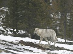 240px-Quebec_wild_wolf