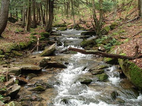 Allegheny_National_Forest