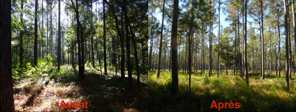 Visualisation de l'effet du brûlage dirigé dans une plantation de "loblolly pine" (Photos: J. Riopel)