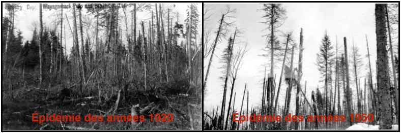 Photos des épidémies de la TBE des années 1920 et 1950 en Mauricie (Source: archives de la Consolidated Paper Corporation Ltd - Produits Forestiers Résolu, Grand-Mère) . 