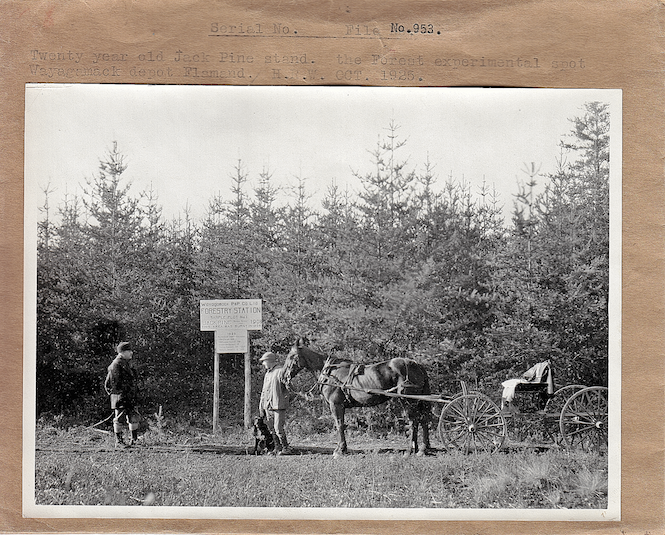 Parcelle expérimentale de la Wayagamack dans un peuplement de pin gris issu d'un feu de 1908. (Photo de 1925, Source: Fonds d'archives de Produits Forestiers Résolu à Grand-Mère) 