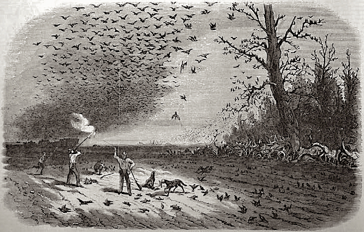 Illustration de l'abattage de pigeons voyageurs en Iowa en 1867