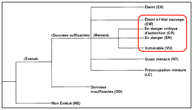 Figure : Structure des catégories de l’UICN concernant les espèces (taxons) menacées, version 3.1 (2001, Source LIEN). Encadrées en rouge, toutes les catégories associées à des espèces menacées.