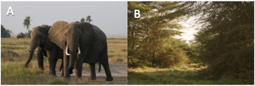 Parc national Amboseli (Kenya). (A) Végétation typique d’un territoire où les éléphants peuvent librement circuler comparativement à (B) une zone à proximité d’où ils sont exclus.