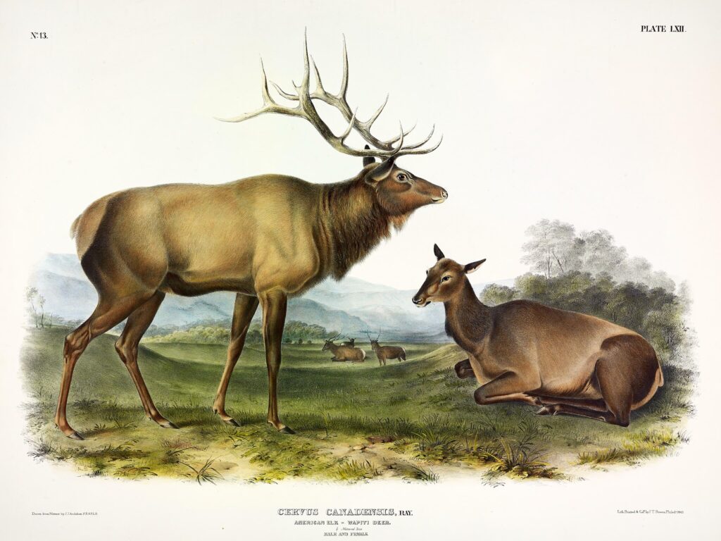 Le wapiti de l'est (Cervus Canadensis) par John Audubon (en 1845 ou 1847, Source : Wikimédia Commons)