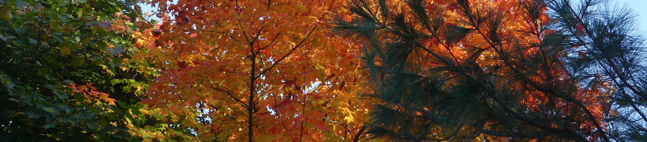 Arbres avec couleurs d'automne