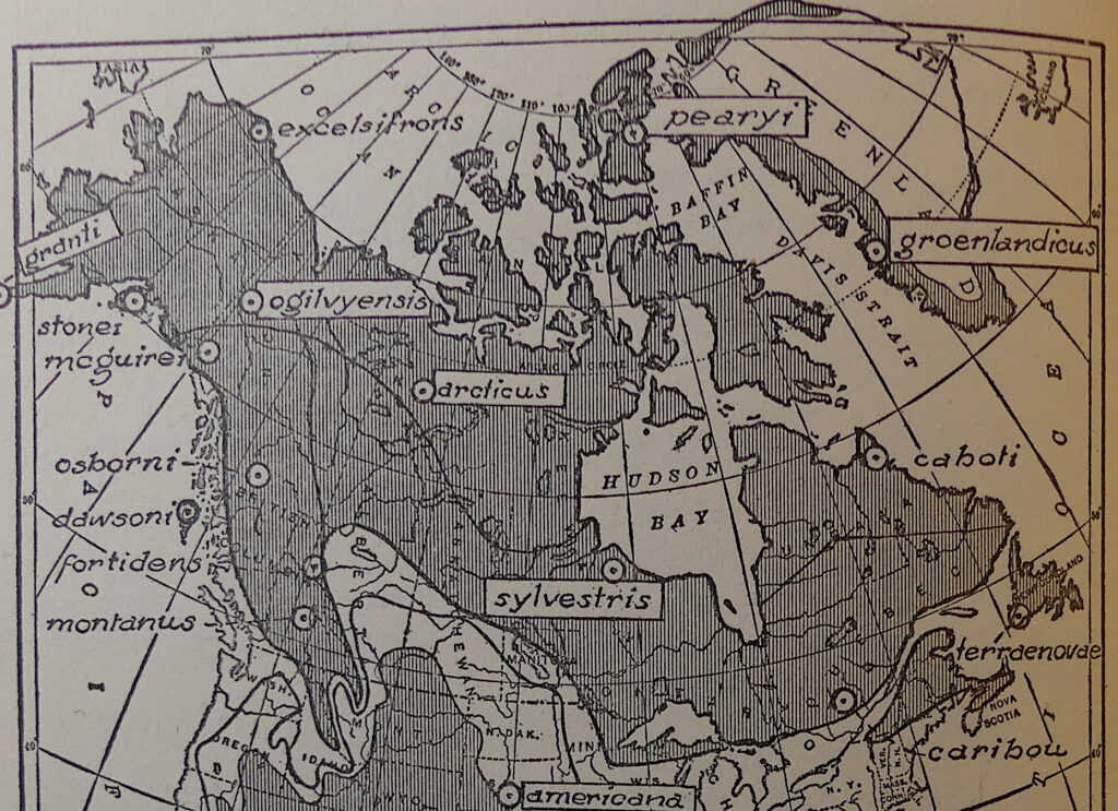 Carte de répartition du caribou forestier tirée de Seton (1953). À noter, tronquée plus sud, l'aire de répartition d'Antilocapra americana, soit l'antilope d'Amérique («pronghorn»).