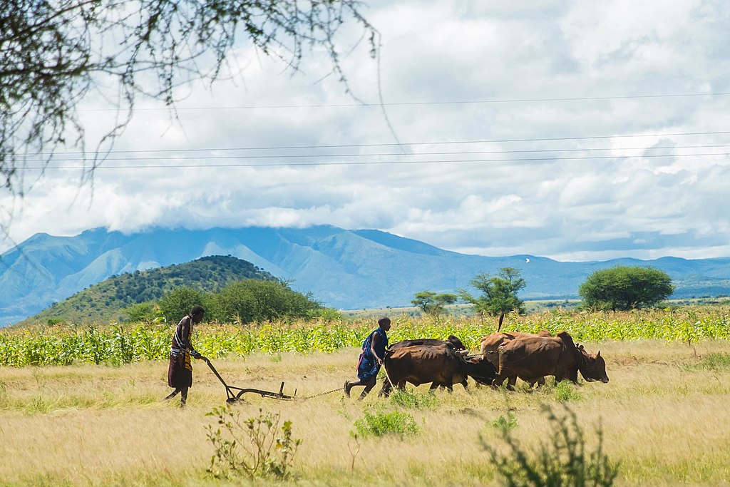 Deux hommes Maasai font avancer des boeufs pour labourer un champ