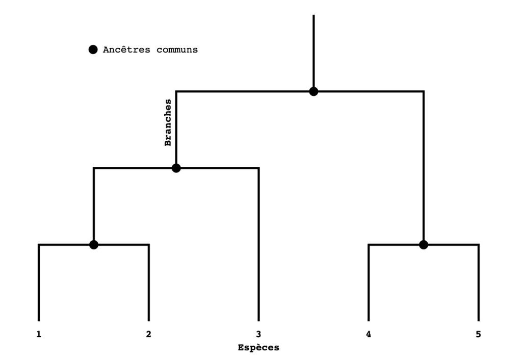 Exemple d'un cladogramme qui débute avec un ancêtre commun
