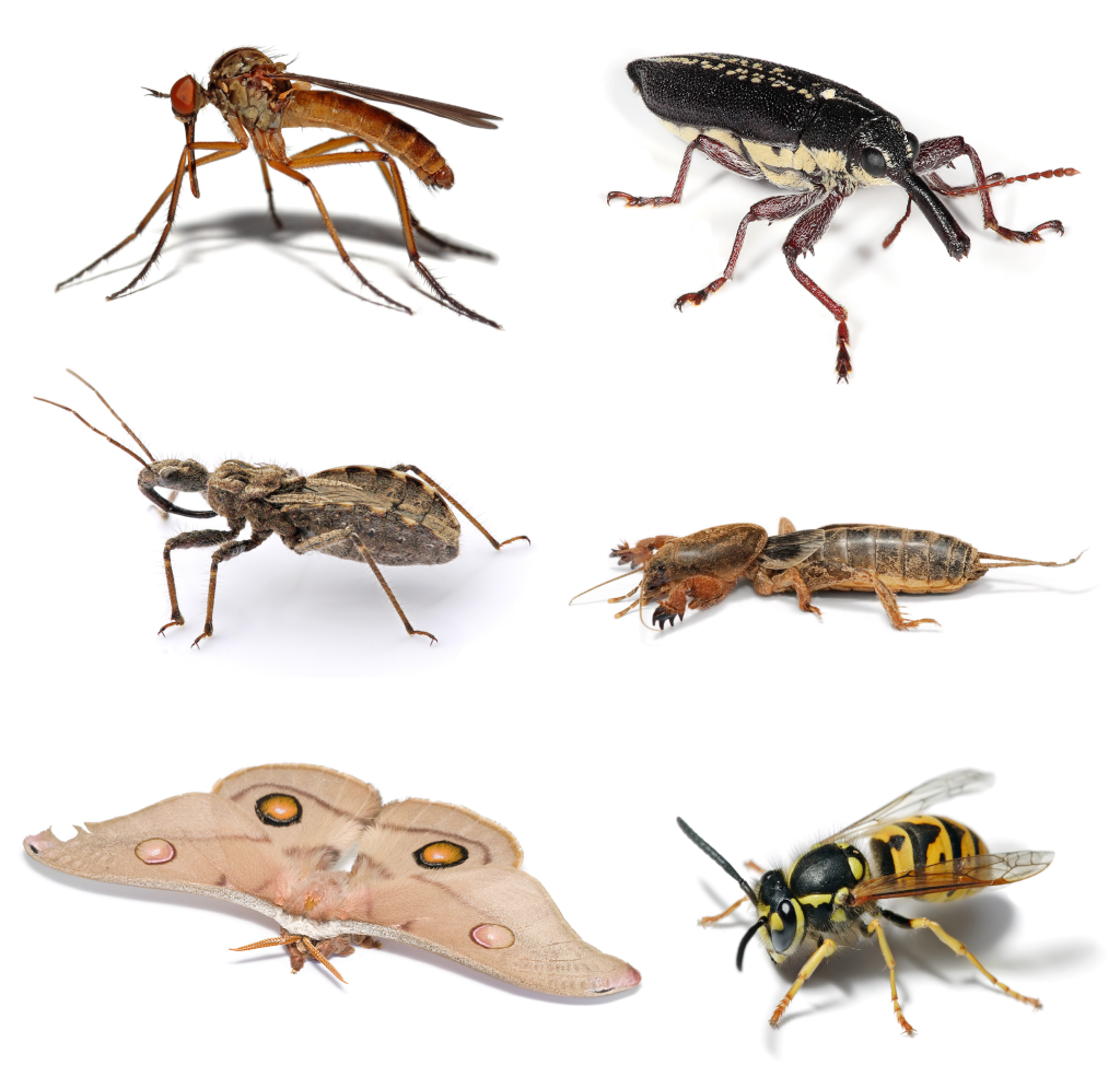Exemple de différents Ordres d'insectes